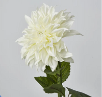 Florabelle -White Dahlia